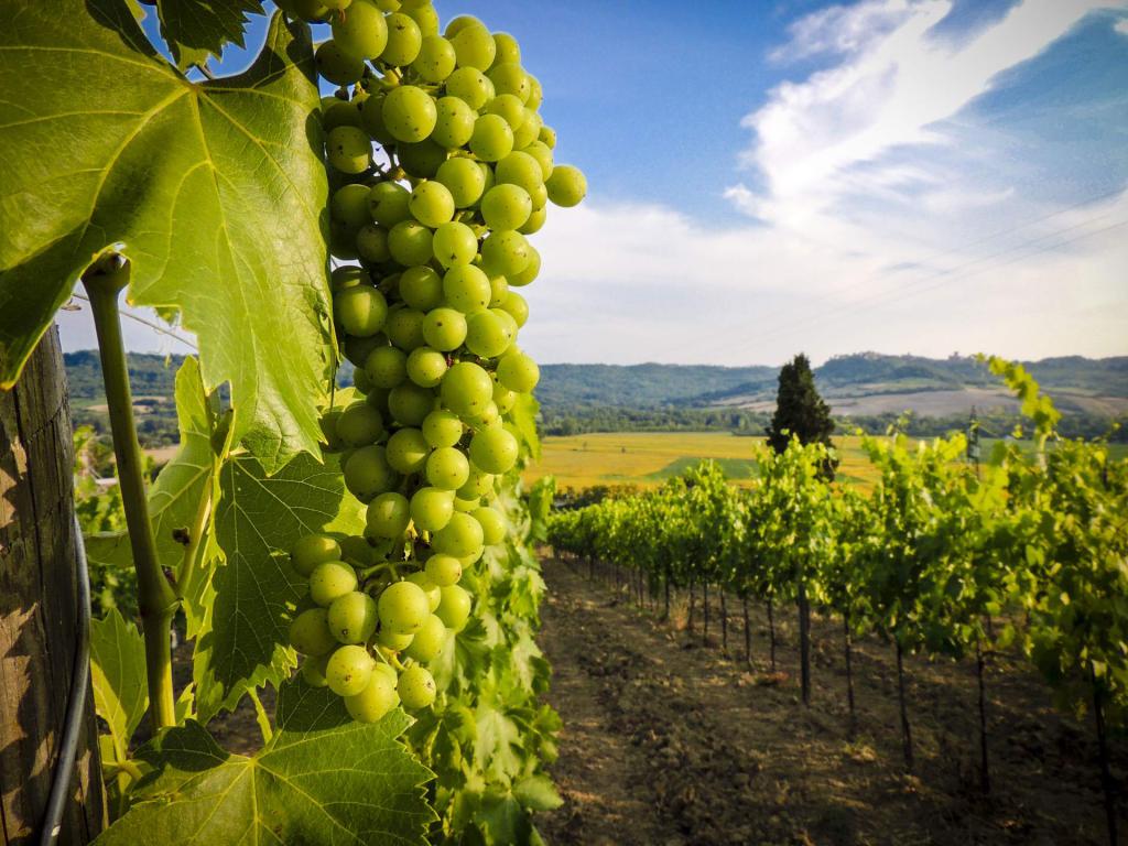 Vignobles en Géorgie