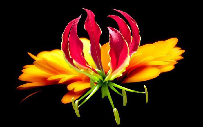 Gloriosa Blume