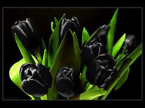 tulipánový král noci