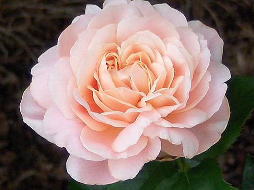  sladká julietová ruža