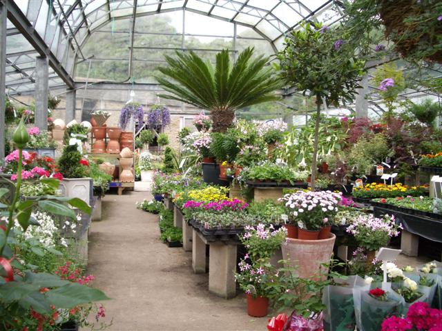 sale of indoor plants