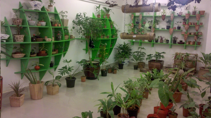 izbové rastliny ako podnik