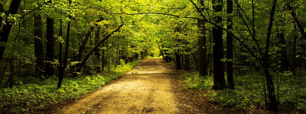 Forest path