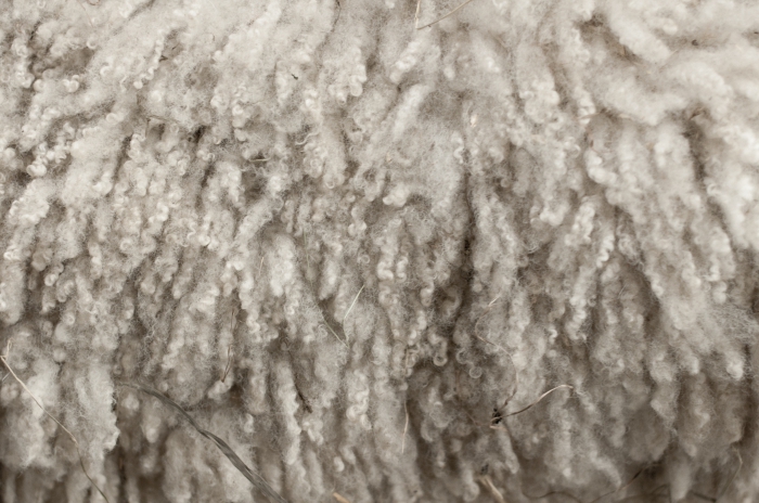 sheep wool processing