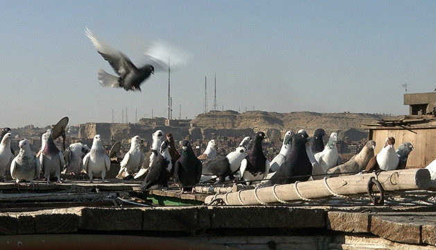 breeding pigeons