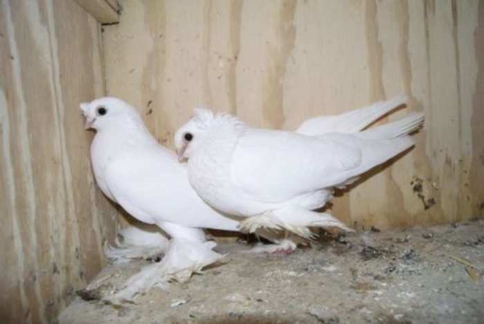 föder upp uzbekiska duvor