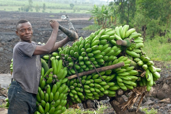 banaanin tuottaja