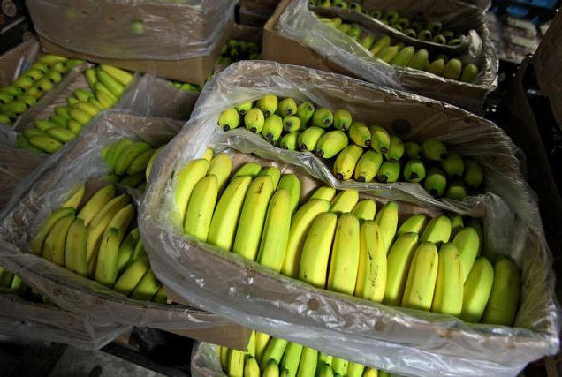 přeprava banánů