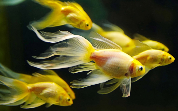 tenyésztés akvárium halak, mint üzleti