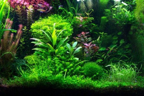 És possible guanyar diners en plantes d’aquari en creixement