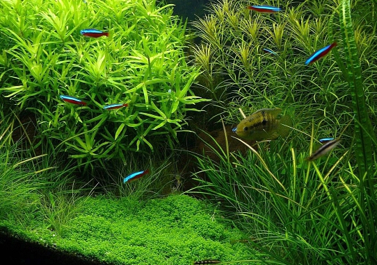 het fokken van aquariumplanten als bedrijf