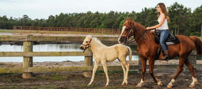 horse breeding as a business
