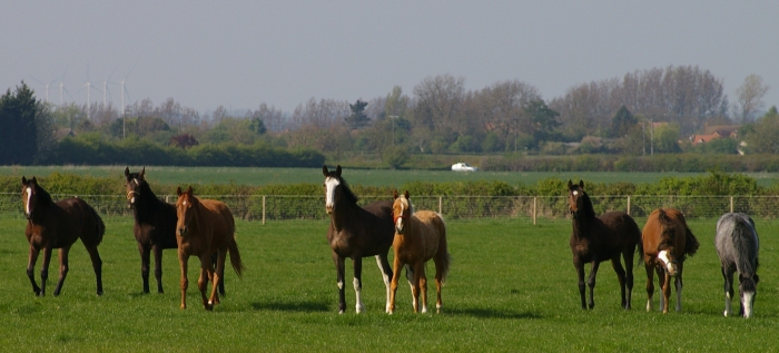 horse breeding breeding
