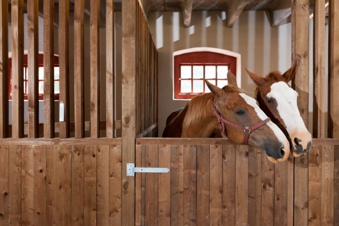 horse breeding business plan