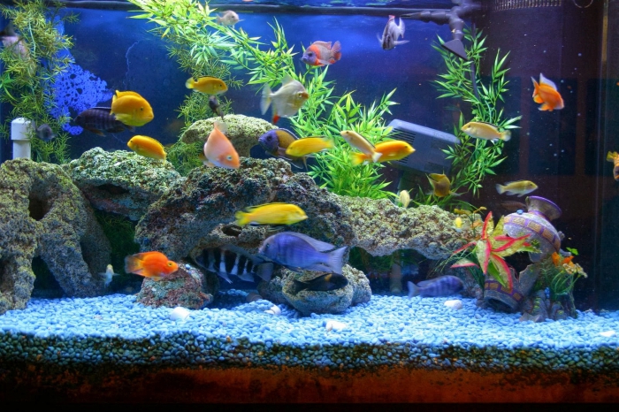 rassen van aquariumvissen