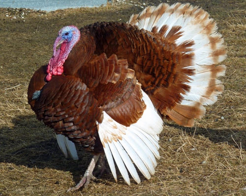 turkey breeding