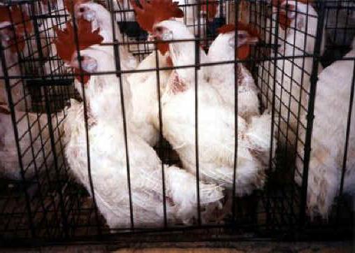 broiler cages