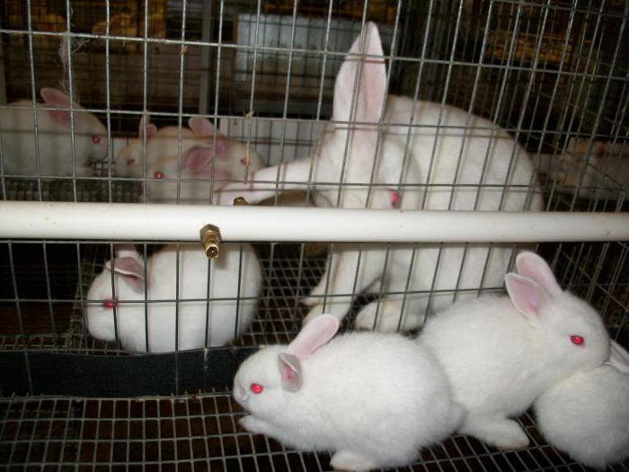 Kaninchenfarmen