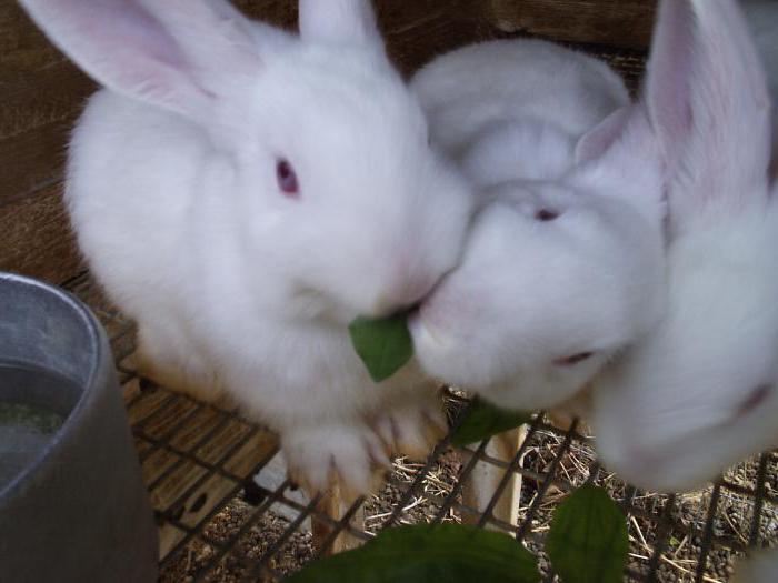 Käfige für Kaninchen