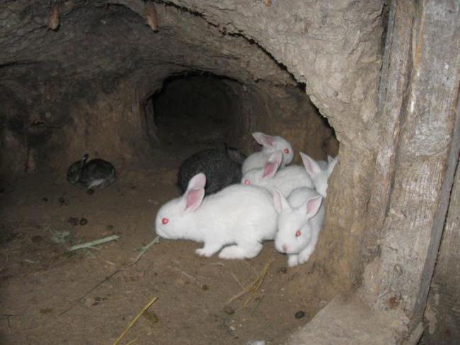 élevage de lapins dans des fosses en tant qu'entreprise