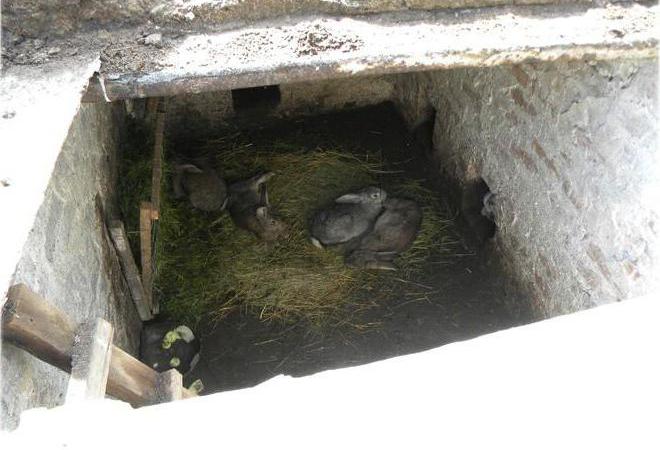  rabbit breeding in the pit pit scheme