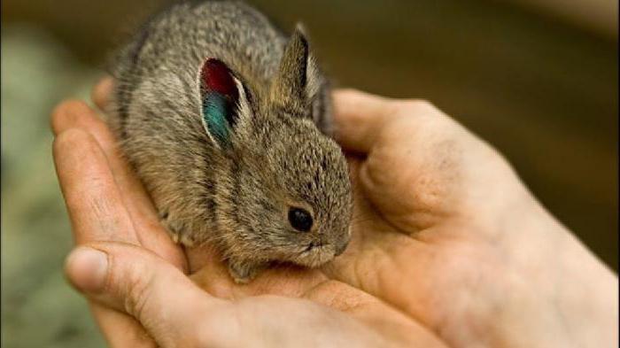 rabbit breeding in disease pits and treatment