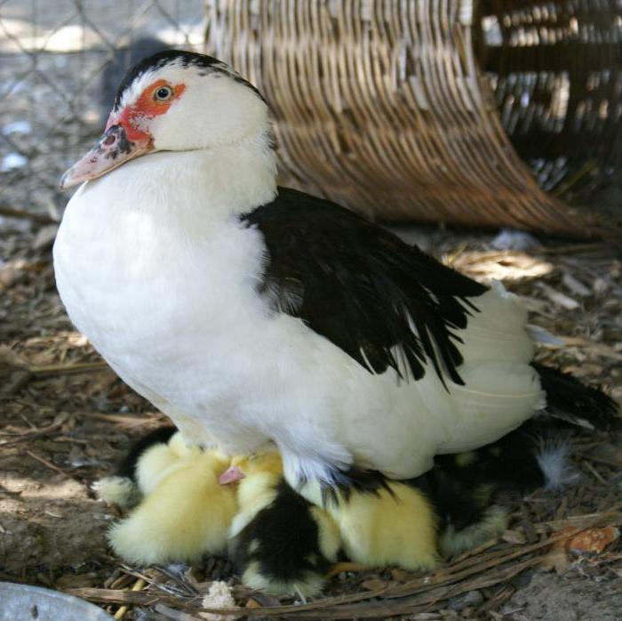 musky duck breeding