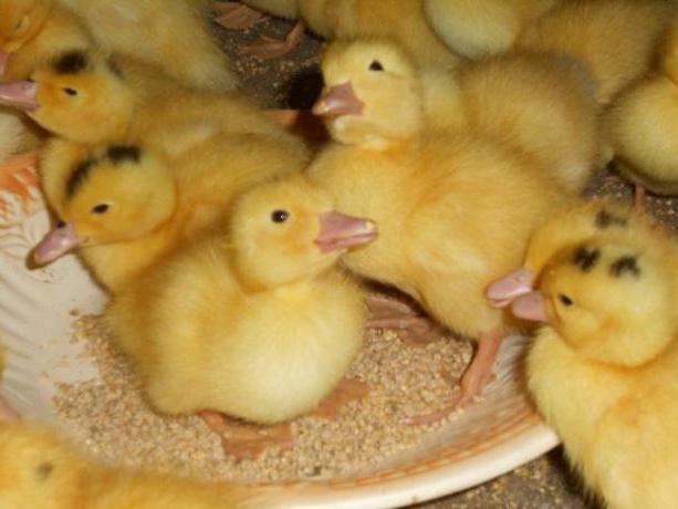 breeding musk duck home business