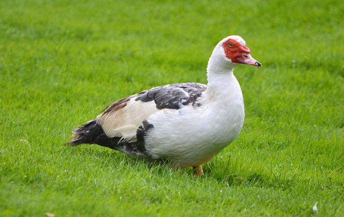 breeding of musky duck in the country