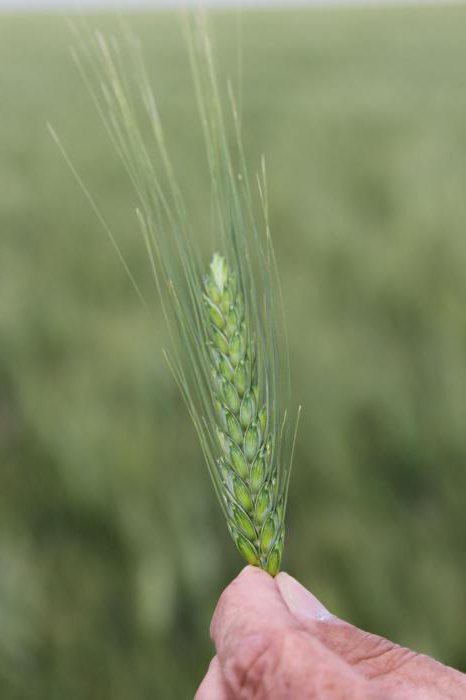 technologie pěstování ozimé pšenice