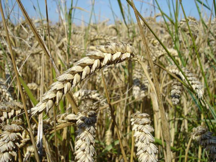 pěstování pšenice