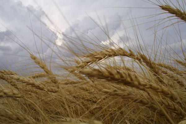 pěstování ozimé pšenice