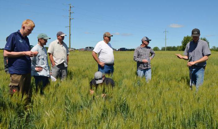 agroklimatické podmínky příznivé pro pěstování pšenice