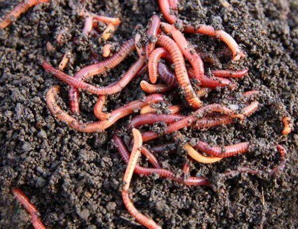  bakterie pro zpracování prasečího hnoje