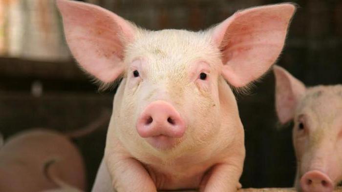 Schweinezucht in Russland Gebieten