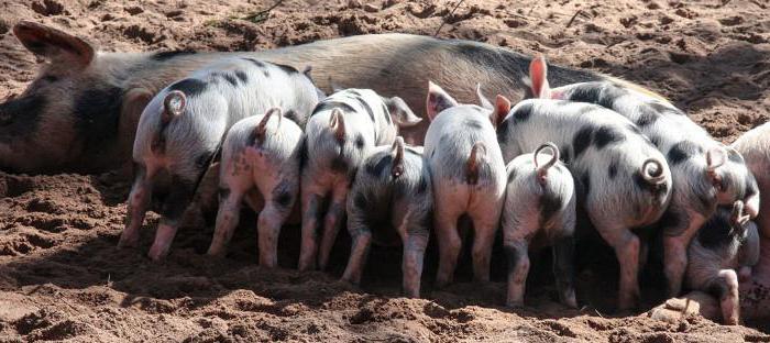 De toestand van de varkensfokkerij in Rusland