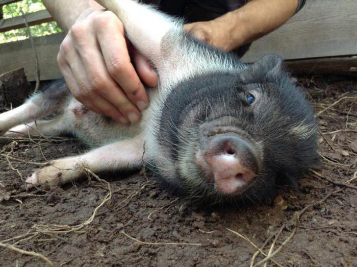Entwicklung der Schweinehaltung in Russland