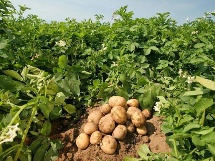 aardappelopbrengst vanaf 1 ha in Siberië