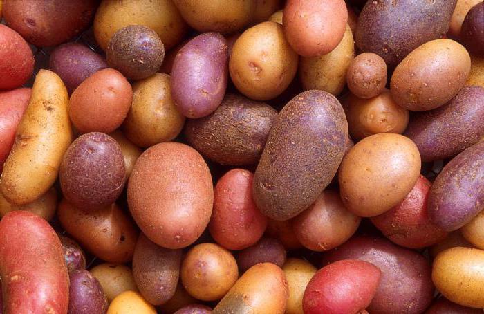 potatisavkastning från 1 ha i Ryssland