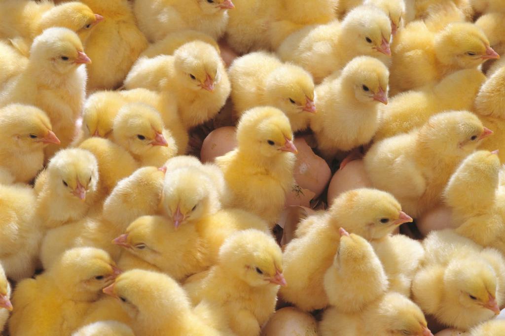 Cria de pollastres a la regió de Sverdlovsk