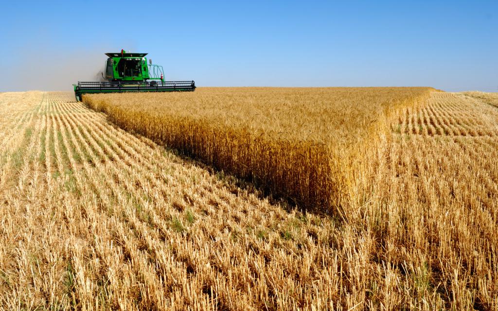 Cultiu de cereals a la regió de Sverdlovsk