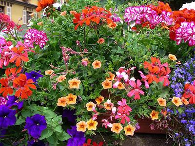 גידול פרחים למכירה בחממה