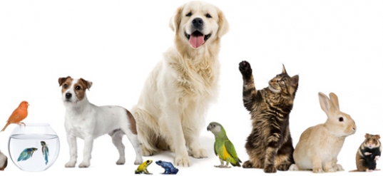 certificat veterinari formulari 4