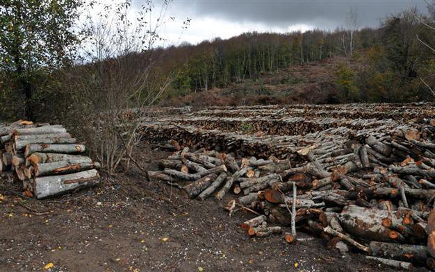 Wo kann man sich über illegalen Holzeinschlag beschweren?