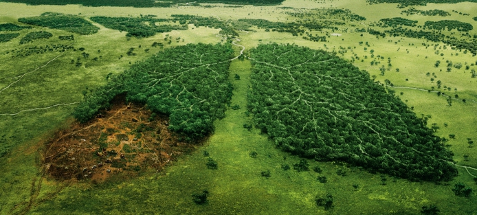القضية البيئية لإزالة الغابات