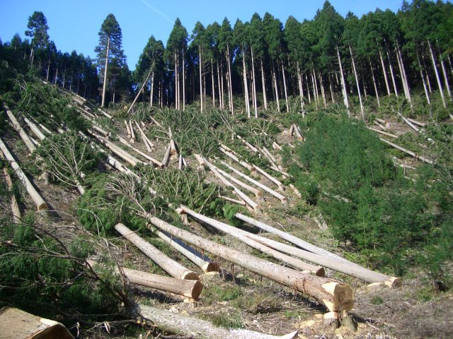 إزالة الغابات