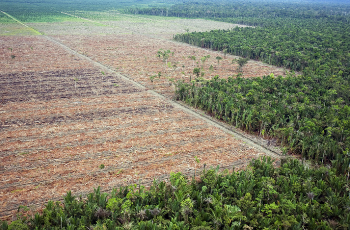 az erdőirtás büntetése