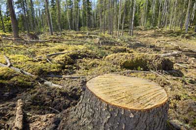büntetés az illegális fakitermelésért