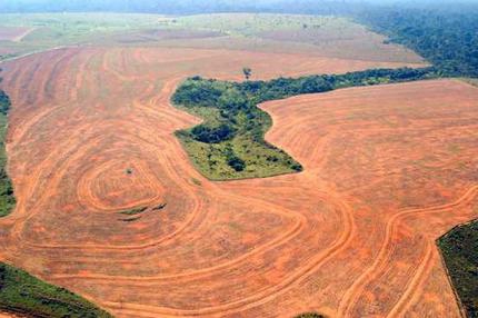 problème de déforestation