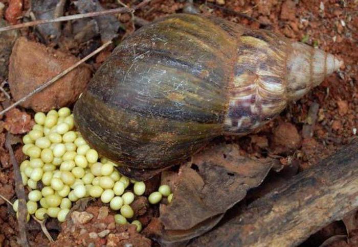 snail farm